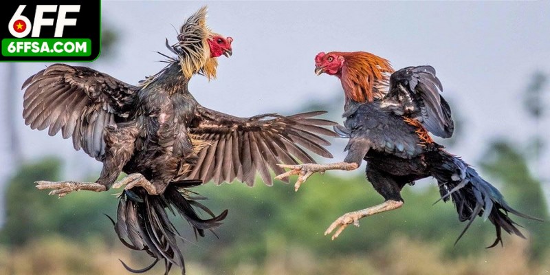 Dù gay cấn, hấp dẫn nhưng hình thức này cũng có luật cấm, hình phạt chính