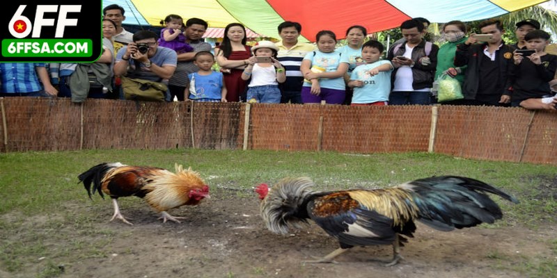 Tham gia chọi gà online, anh em cần đăng ký cũng như nạp vốn