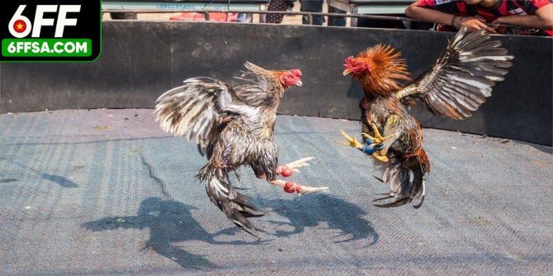 Đá gà cựa dao là môn cá cược hấp dẫn hàng đầu hiện nay